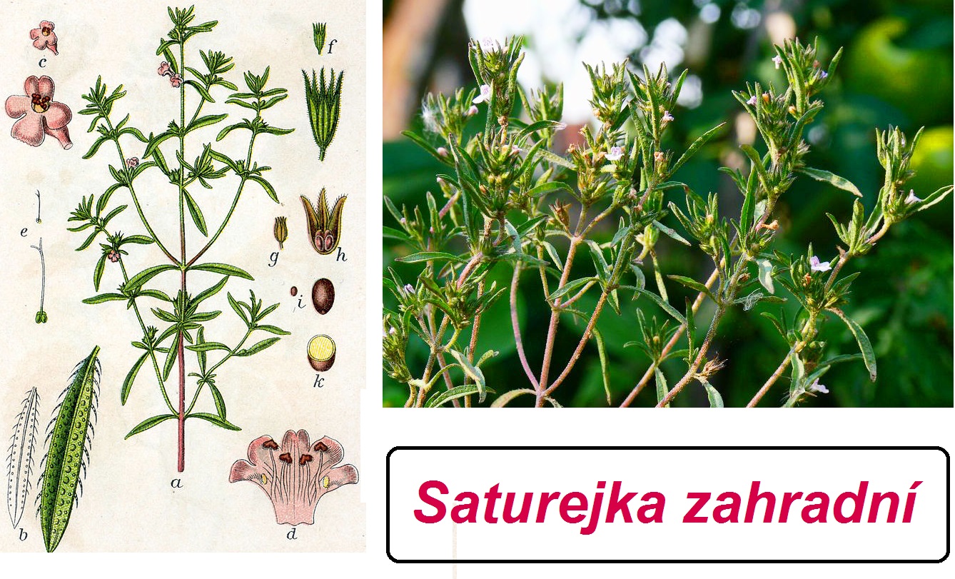 Saturejka zahradní - účinky na zdraví, co léčí, použití, užívání, využití, pěstování