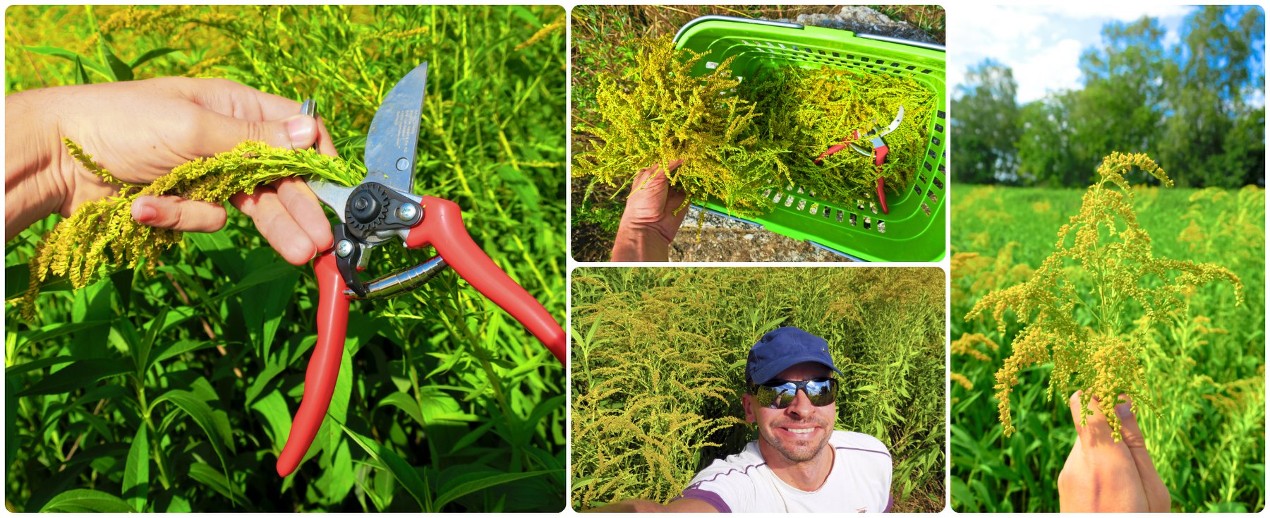 Fotografie - sběr zlatobýlu, šalvěje, řepíku na zimu a vratiče proti hmyzu