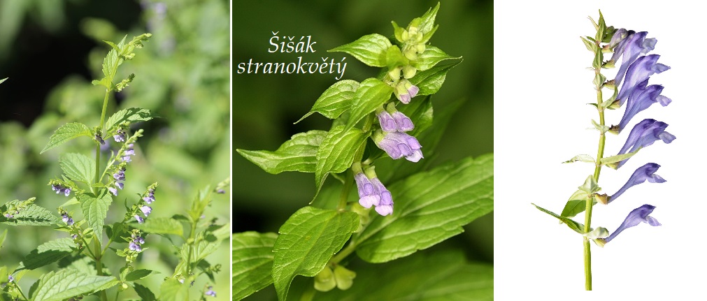 Šišák stranokvětý - účinky na zdraví, co léčí, použití, užívání, využití, pěstování
