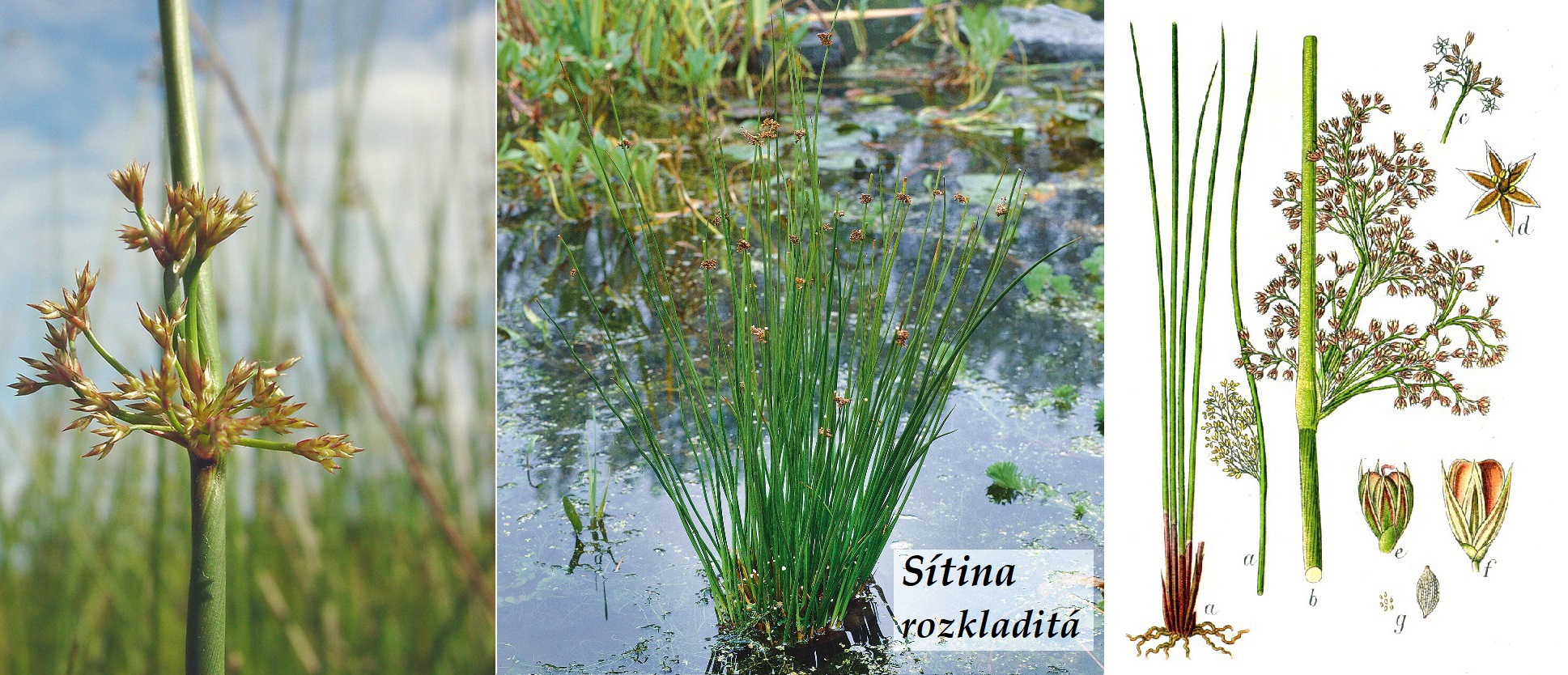 Sítina rozkladitá - účinky na zdraví, co léčí, použití, užívání, využití