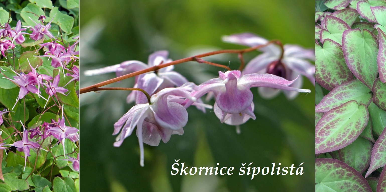 Škornice šípolistá - účinky na zdraví, co léčí, použití, užívání, využití, pěstování