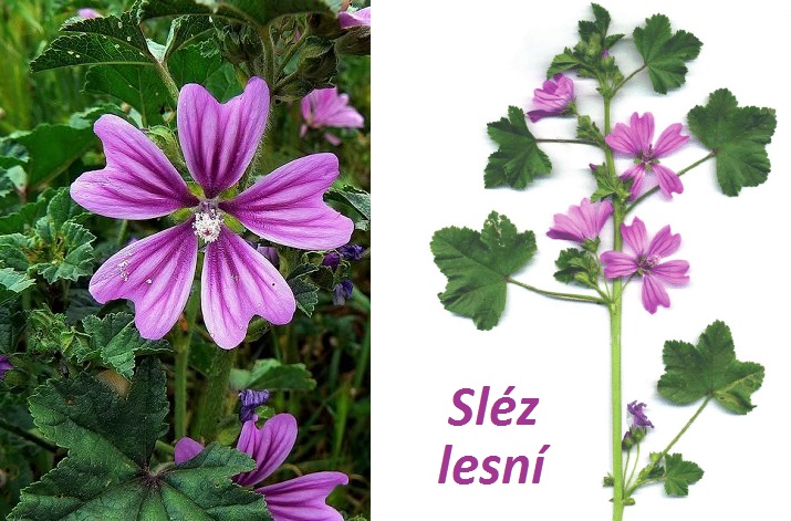 Sléz lesní - účinky na zdraví, co léčí, použití, užívání, využití, pěstování