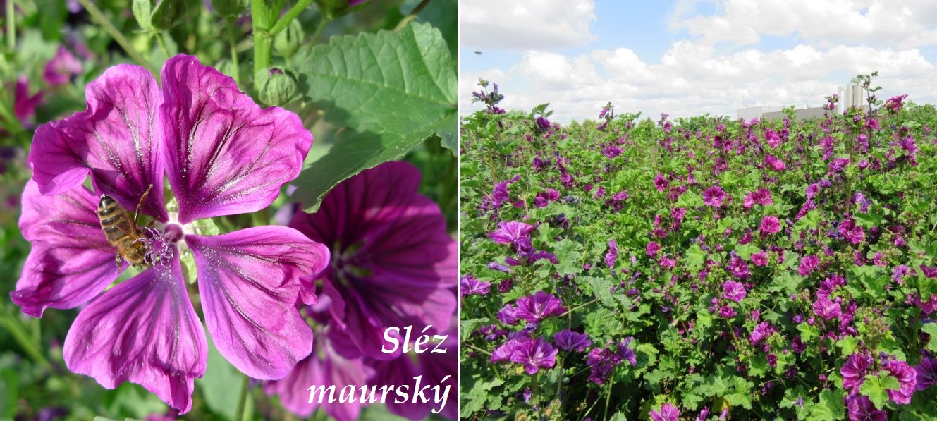 Sléz maurský - účinky na zdraví, co léčí, použití, užívání, využití, co sbíráme, pěstování