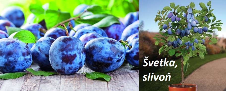 Švestka, slivoň - účinky na zdraví, co léčí, použití, užívání, využití, pěstování, choroby švestky