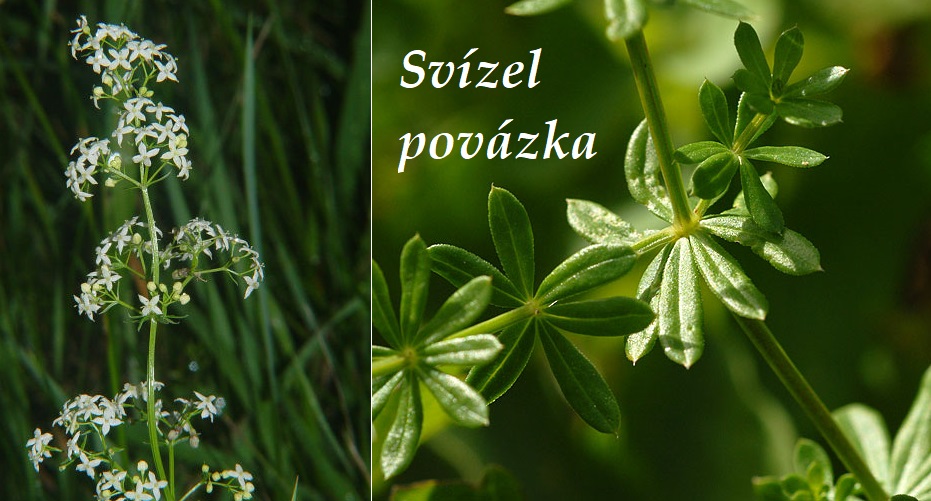 Svízel povázka - účinky na zdraví, co léčí, použití, užívání, využití, co sbíráme, pěstování