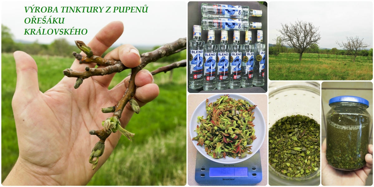Tinktura z pupenů ořechu, ořešáku na posílení imunity - recept, účinky, dávkování
