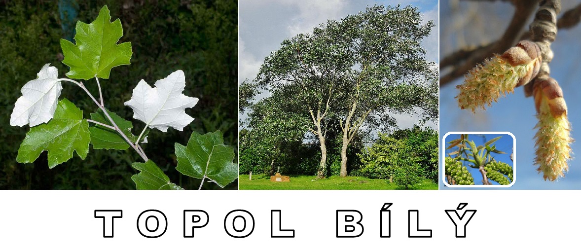 Topol bílý - účinky na zdraví, co léčí, použití, užívání, využití