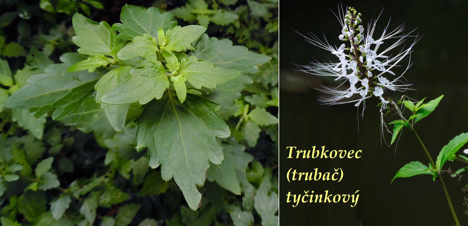 Trubkovec, trubač tyčinkový, tyčinkovitý - účinky na zdraví, co léčí, použití, užívání, využití, pěstování