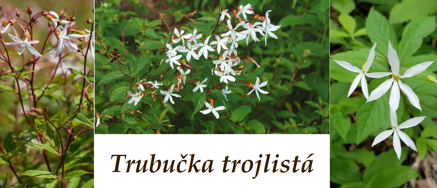 Trubučka trojlistá - účinky na zdraví, co léčí, použití, užívání, využití, pěstování