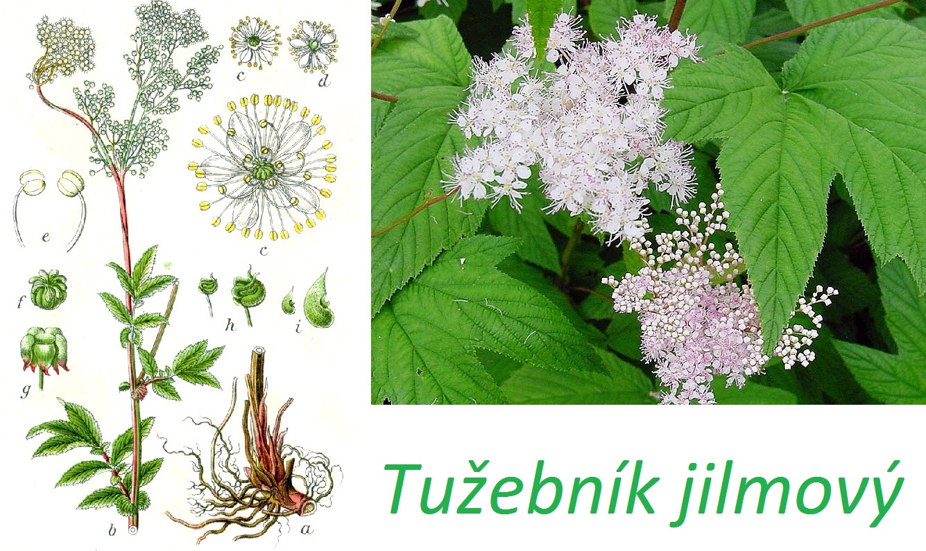 Tužebník jilmový - účinky na zdraví, co léčí, použití, užívání, využití