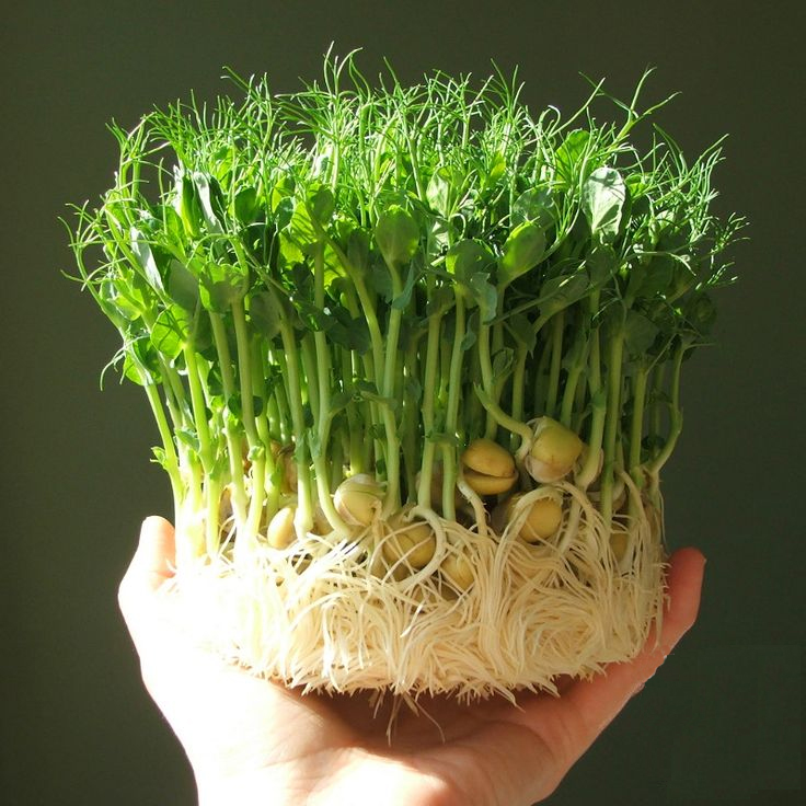 VIDEO klíčení semen a výhonky  - postup jak na to (řeřicha, rukola, mungo, chia semínka)