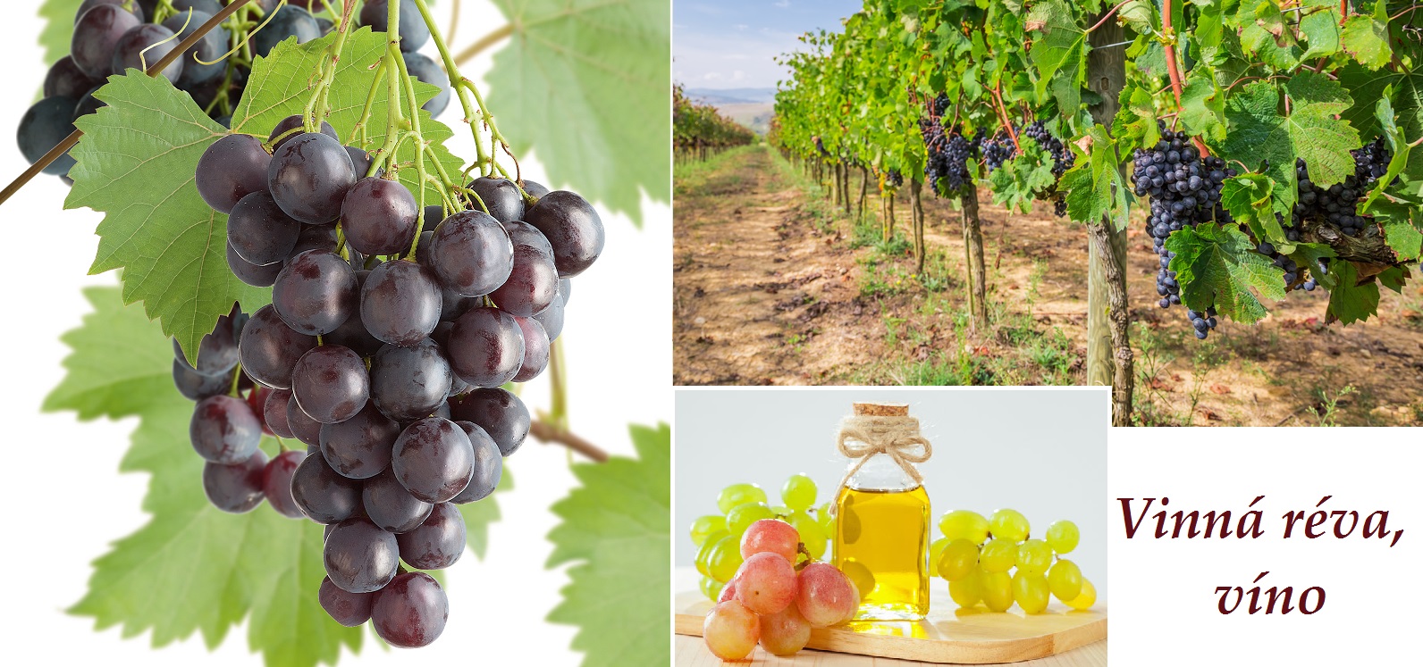 Vinná réva, víno - účinky na zdraví, co léčí, použití, užívání, využití, pěstování