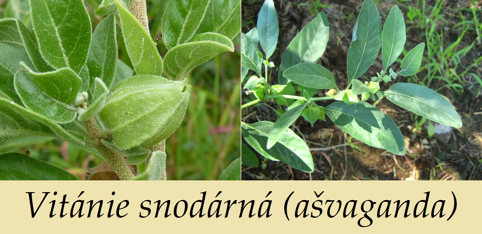 Vitánie snodárná, ašvaganda - účinky na zdraví, co léčí, použití, užívání, využití