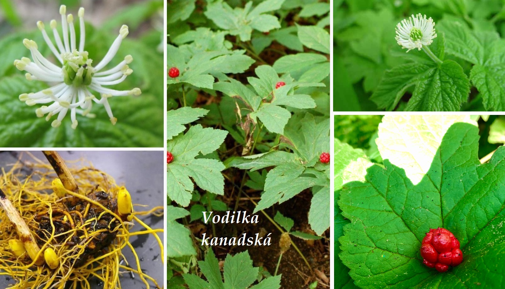Vodilka kanadská - účinky na zdraví, co léčí, použití, užívání, využití