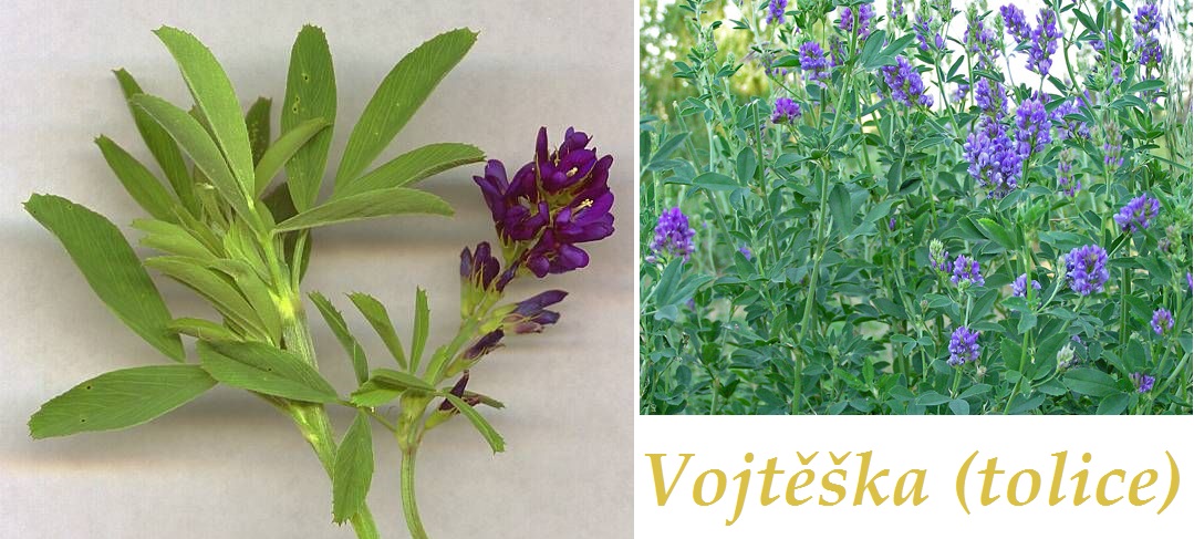 Vojtěška, tolice - účinky na zdraví, co léčí, použití, užívání, využití