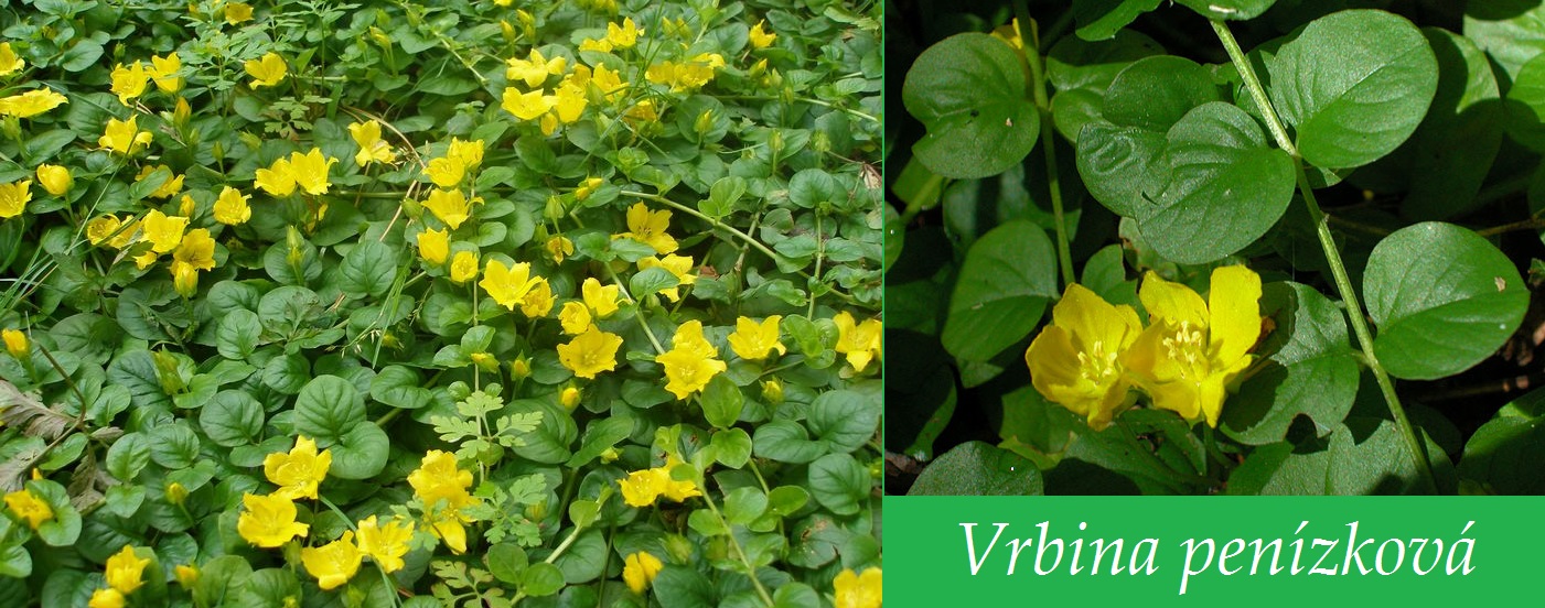 Vrbina penízková - účinky na zdraví, co léčí, použití, užívání, využití