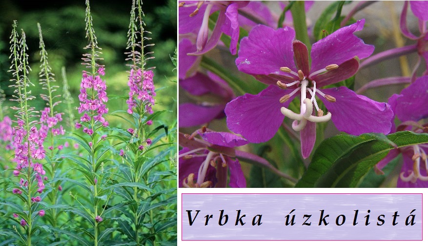 Vrbka, vrbovka úzkolistá - účinky na zdraví, použití, užívání, využití, co léčí