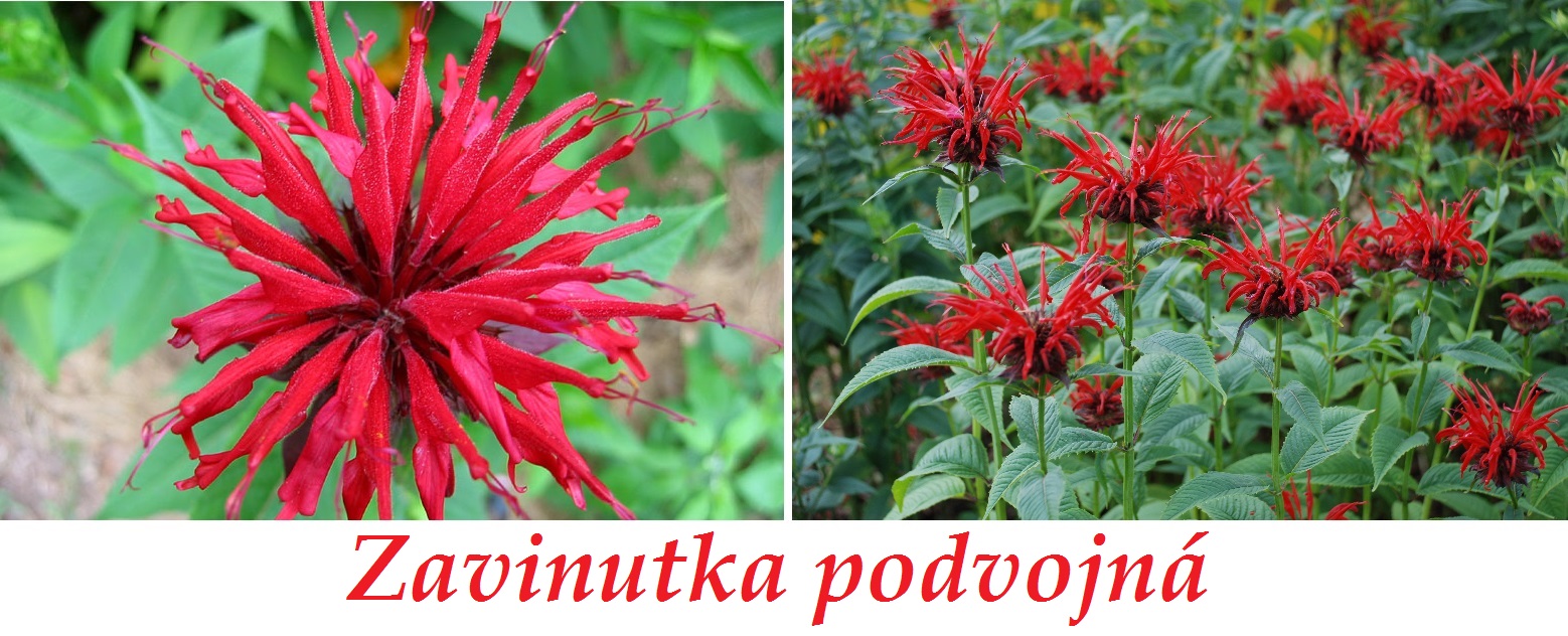 Zavinutka podvojná (monarda) - účinky na zdraví, co léčí, použití, užívání, využití