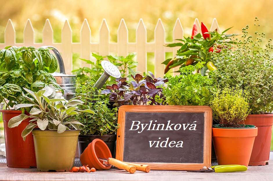 Videa o různých bylinách natočená Zbyňkem Mlčochem