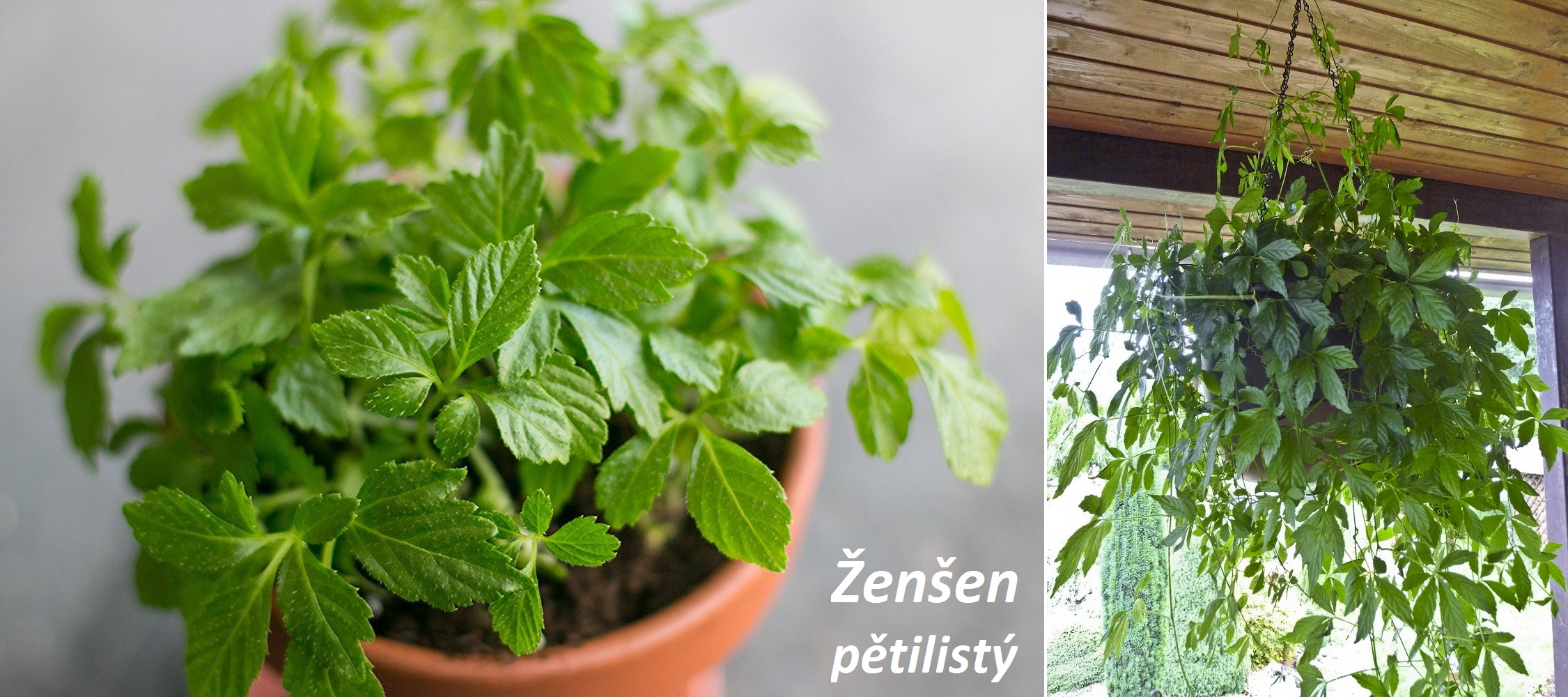 Ženšen pětilistý - účinky na zdraví, použití, užívání, využití, co léčí, pěstování v podmínkách ČR