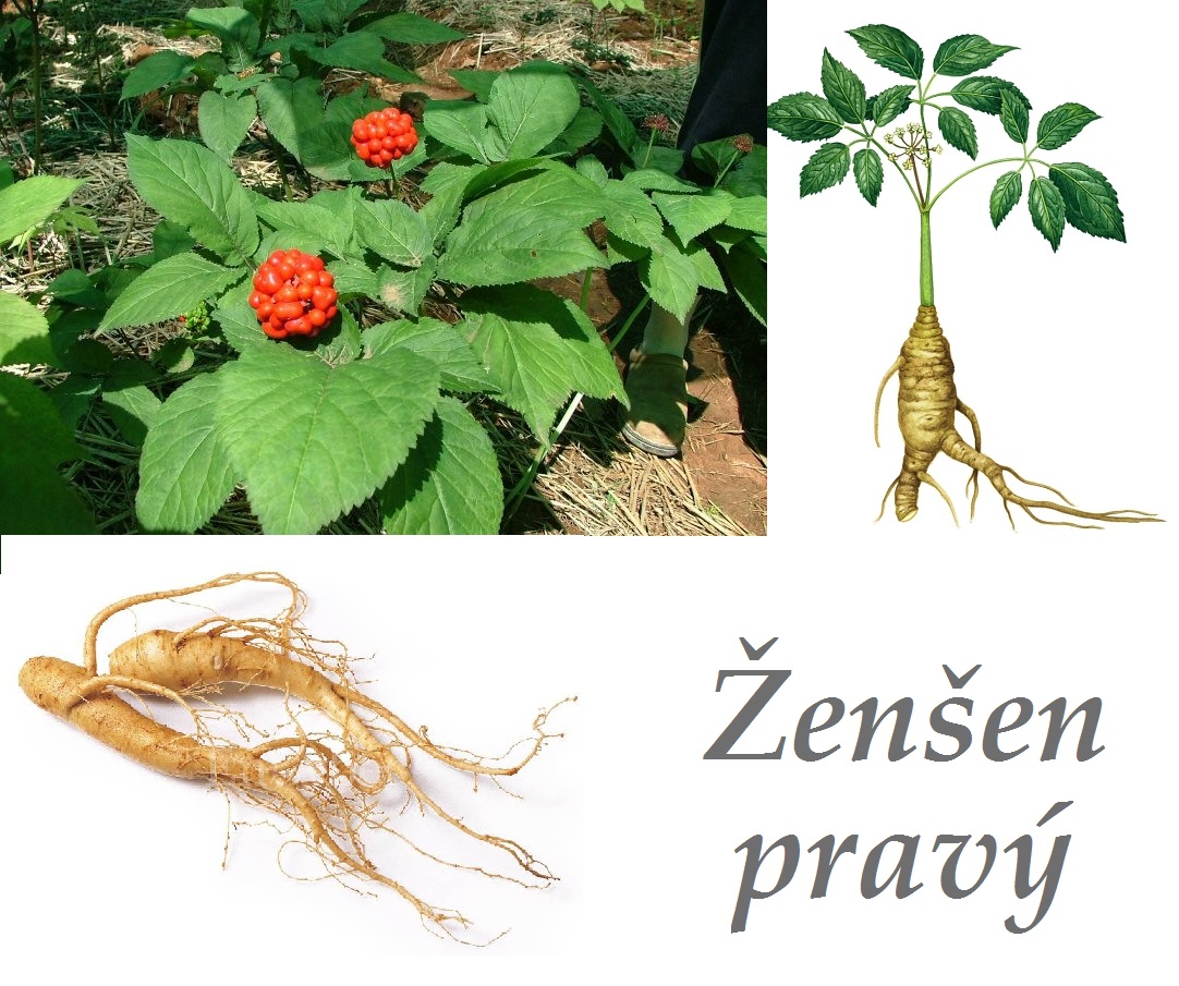 Ženšen pravý -  účinky na zdraví, použití, užívání, využití, co léčí