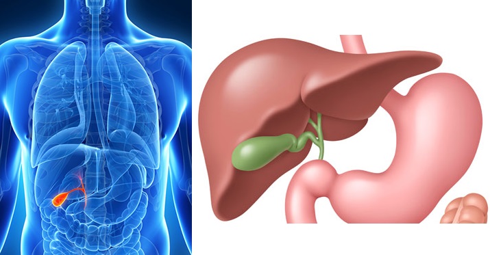 zlucnik zlucnikovy zachvat krece zanet zlucniku kamenky byliny bylinky babske rady caj tinkutra obklad