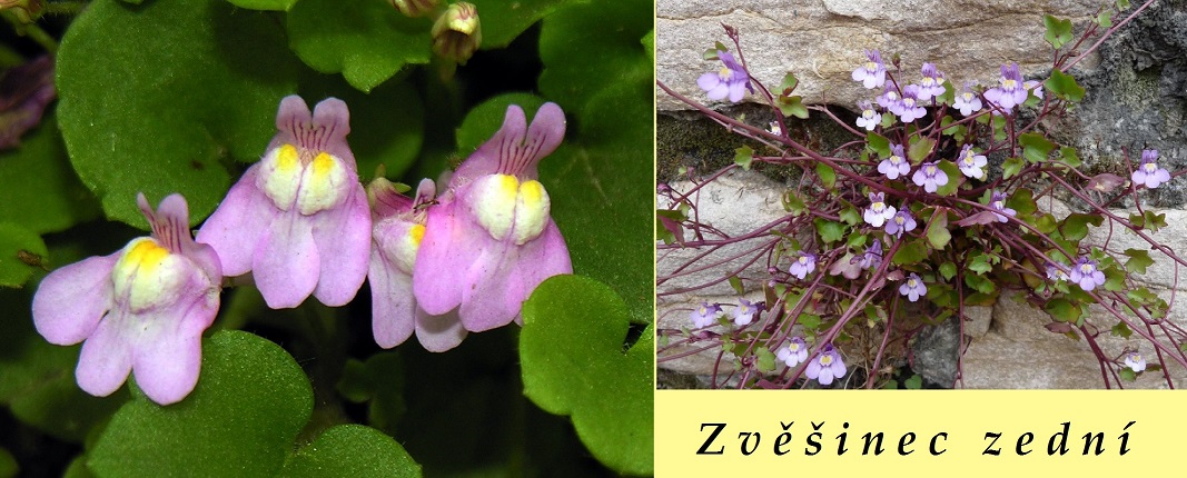 Zvěšinec zední - účinky na zdraví, co léčí, použití, užívání, využití