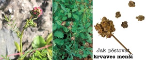 Jak pěstovat krvavec menší postup zálivka světlo hnojení přezimování zazimování