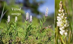 Vítod senega účinky na zdraví co léčí použití využití dávkování toxicita