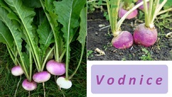 Vodniče účinky na zdraví co léčí použití využití pěstování choroby zajímavosti