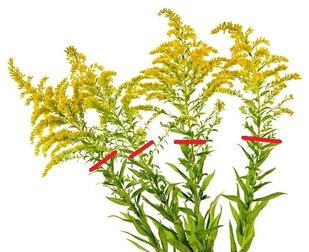 zlatobyl kanadsky sber co se sbira na caj